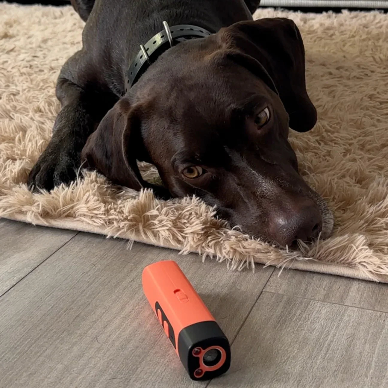 LydLyn | Stop your dog barking with one click