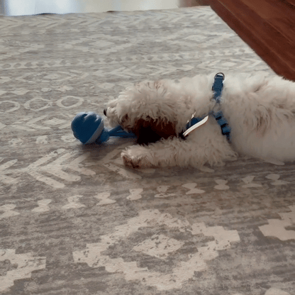 Raspberry Ball - Interactive Dog Toy